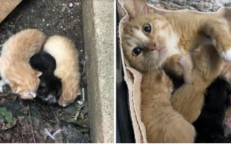 When they come to the stray cat with her young, she goes to the rescuers.