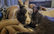 She becomes close friends with a rescue rabbit after “adopting” a cat.