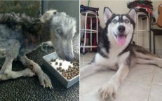 After some time spent as a stray, Husky undergoes a remarkable change.