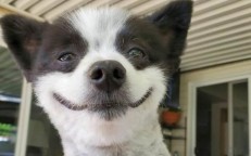 A dog that constantly seems happy is the focus of an internet craze.