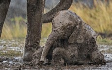Photos capture young calf asking elephant for help To stand up in Kenya