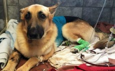 The courageous dog bravely protected the girl from a poisonous snake encounter, but the incident left him scarred.