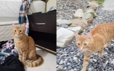 The missing cat travels 45 miles to the family’s new house.