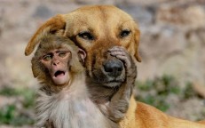 A dog adopts and raises a young monkey as her own. You have to see this.