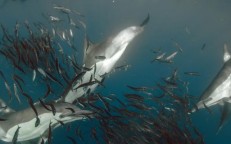 Dolphins are a true fisherman’s friend! Beloved mammals herd shoals of fish into trawler crew nets