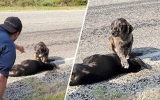 An upsetting scene The dog wouldn’t leave his sister after she was run over by a car and murdered.