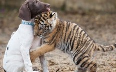 A young tiger meets a dog that becomes his best friend while he is feeling lonely.