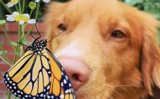 Each butterfly in his yard is a friend of the dog.