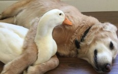 The dog and duck have such a strong bond that it is impossible to tell them apart.
