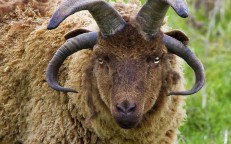 Hebridean Sheep: The Four-Horned Sheep That Looks Like the Devil in the Film