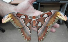 One Of the Biggest Moths on Earth Seen In US For First Time, Baffling Scientists
