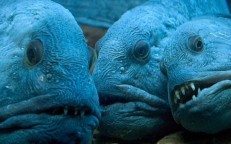 It’s unsettling to see fish in the deep sea with eerie faces.