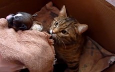 A mother cat discovered a young dog and began caring for it alongside her cats.