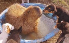 The capybara that was brought to the rescue adopts children and develops a special bond with each animal because he is so gentle.