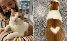A cat has a perfectly shaped heart on its back and is searching for a family to adore.