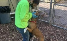 Friendly Dog just won’t stop giving hugs to everyone he meets because he is so happy to have been saved.