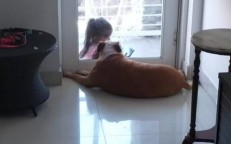 The loveliest connection develops between an elderly dog and a little child as they communicate via a glass door.