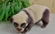 There’s a chance that these adorable panda dogs have started a new fad.