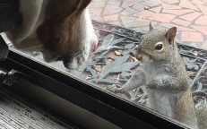 The squirrel pounded on doors for eight arduous years before someone finally chose to open one for her.