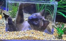 A woman buys a personalized aquarium for her cats’ obsession with fish.