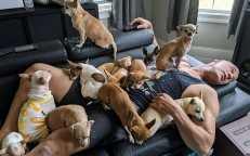 After being helped by a chihuahua, a big person who hated little dogs was persuaded to dedicate his life to their rescue.
