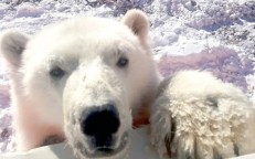 It is worth watching a curious white bear embracing his rescuers