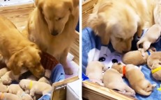 A Golden Retriever couple demonstrated their unwavering devotion to their offspring.