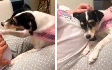 The canine that can hear the baby’s heartbeat by moving the mother-to-hand.