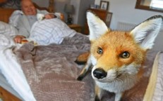A wild fox that a decent person spared has given him comfort while he recovers from eye surgery as a way of saying thank you.