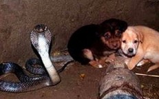A Cobra and two puppies fell into a pit together