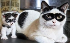 Meet Zika, the incredible cat dad and father of the twin kittens Bika and Zika.