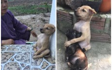 Two abandoned, adorable canines just can’t stop cuddling one another after being rescued.