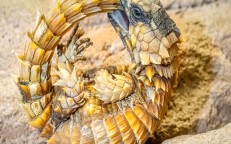 People are enamored by the Armadillo Lizard, which resembles a Little Dragon