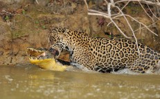The jaguar pitted against a giant crocodile right under the water of the Brazilian river demonstrating superior attack ability