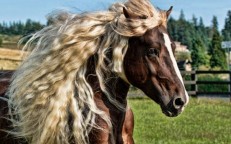 Introducing the stunning and rare German “Black Woods” horses.