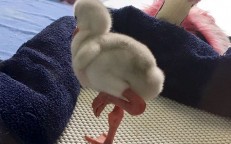 Instead of maturing, The Flamingo Baby, who is trying so hard, has become more well-known online.
