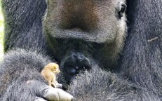 A Huge Gorilla And His Tiny Friend Have a Unique Friendship