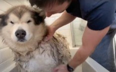 This huge dog was begged to take a wash by the entire family, even the cat.