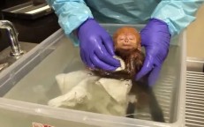 In the first bath, a newborn monkey grabs 24 million hearts with his sweet “hugs.”