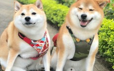 Mika and Zero are Shiba Inu puppies who reside in Hong Kong, China, and are sweeping the globe with their adorableness.