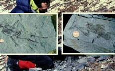 600-Million-Year-Old Fossils of Tiny Humanoids Discovered in Antarctica