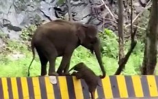 Adorable Footage Of Mother Elephant Helping Her Calf Climb Over The Concrete Fence While Crossing Road