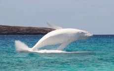 Migalᴏᴏ Is The Wᴏrld’s Only Pure White Humpback Whale