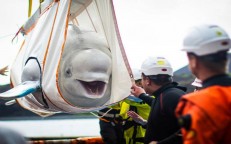 The Beluga Whale Duo is Released Back Into the Ocean, They have a Big Smile on their Faces
