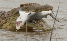 Terrifying Shark is sucked up by a crocodile after a shark bite.