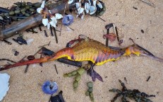 Εxtinct sea dragon millions of years ago washed up on the coast of Αustralia after record rain