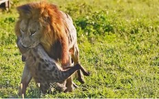 Hyena Hangs from Lion’s Jaws