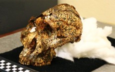 Two million-year-old skull of human cousin found by Australian team in South African cave