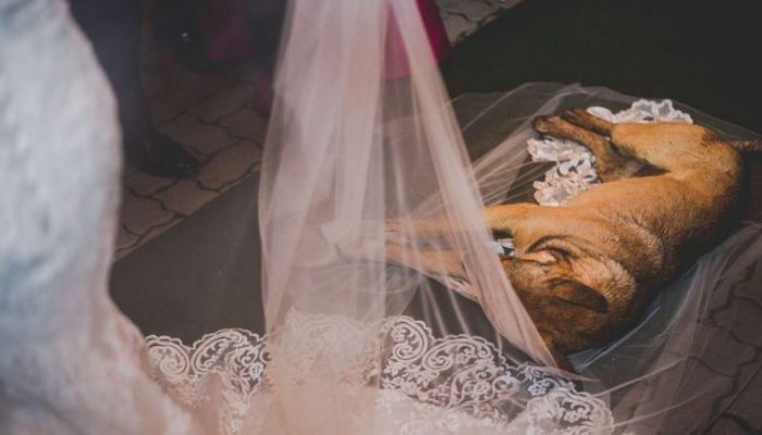 It has gone viral because of the adorable response this couple gave to the stray puppy who interrupted their wedding.
