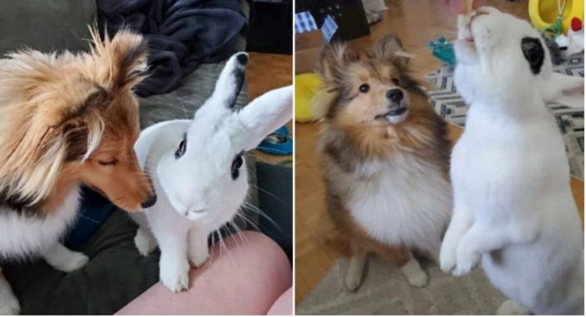 A irate dog befriends a rabbit, and the two end up being best friends.